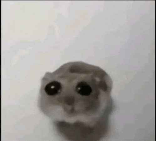 a close up of a hamster with big black eyes on a white background .