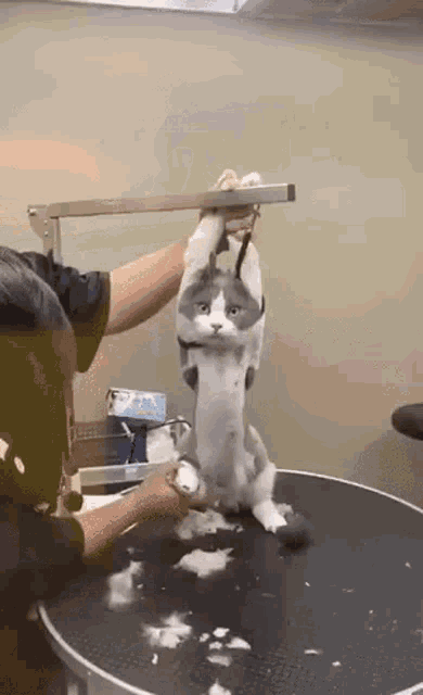 Shave Cat GIF
