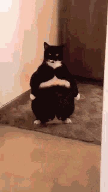 a black and white cat is standing on its hind legs on a rug .