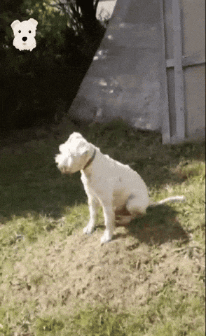 a white dog is sitting in the grass with a picture of a white dog behind it