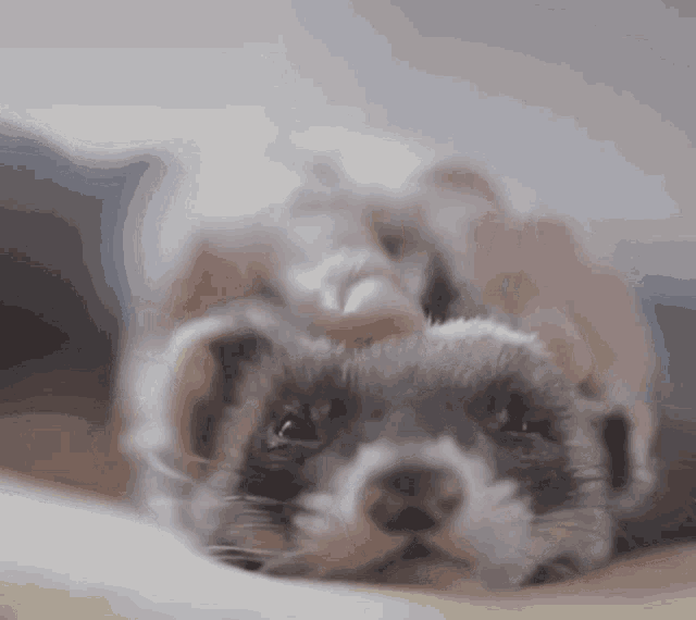 Ferret Cute GIF - Ferret Cute Pet GIFs