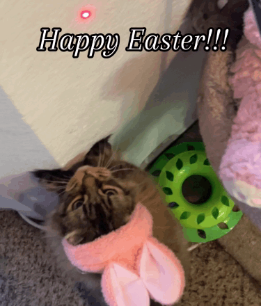 Happy Easter Funny Easter GIF - Happy Easter Funny Easter Easter GIFs