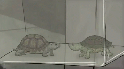 Turtles Hbo GIF - Turtles Hbo GIFs