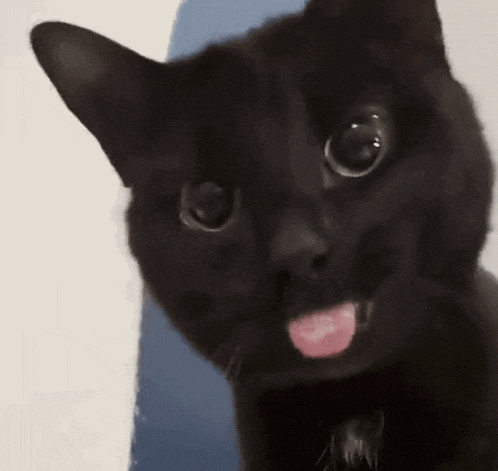 a black cat is sticking its tongue out