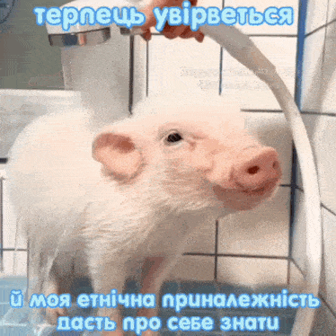 a picture of a pig taking a bath with a caption in a language other than english
