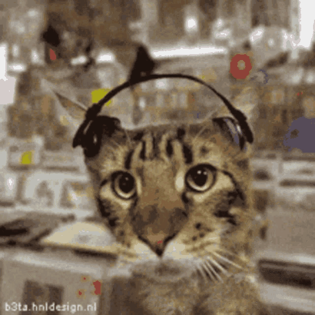 a cat is wearing headphones on its ears