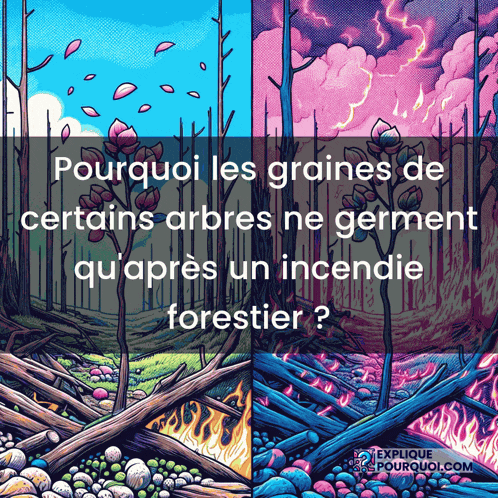a poster that says pourquoi les graines de certains arbres ne germent qu'après un incendie forestier