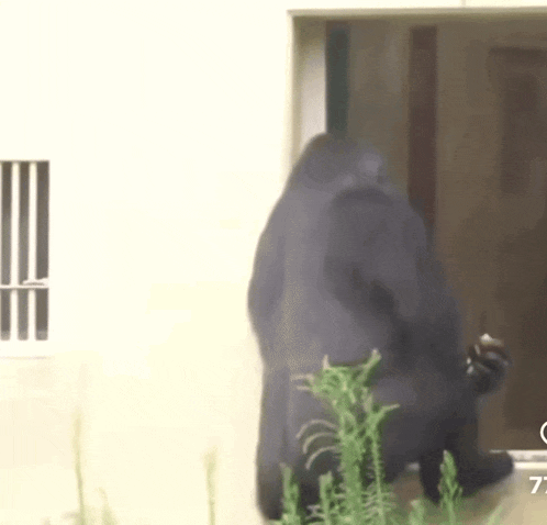 a gorilla is standing in front of a window and looking out of it .