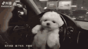 a man is driving a car and holding a small white dog in his lap .
