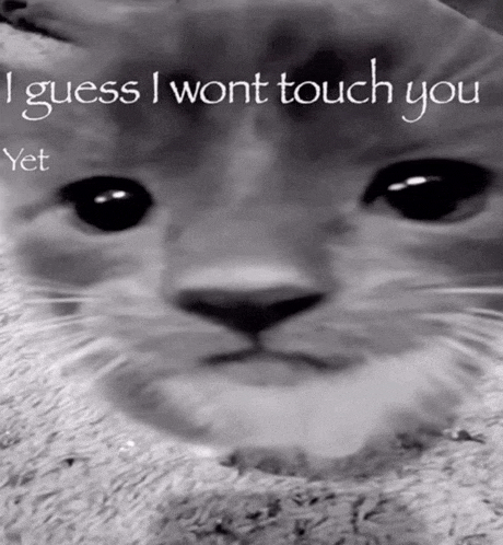 a black and white photo of a cat with the words " i guess i wont touch you yet " below it
