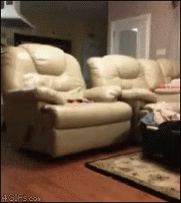 Excited Dog GIF - Excited Dog Jump GIFs