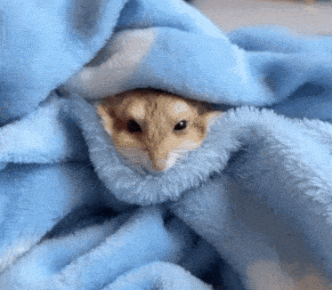 a small hamster is wrapped in a blue blanket
