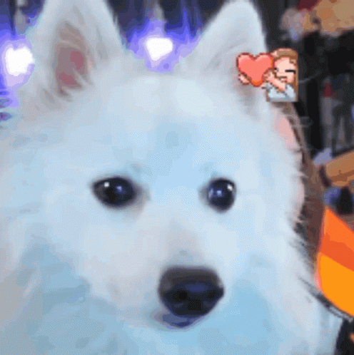Dog Triss GIF - Dog Triss Japanese Spitz GIFs