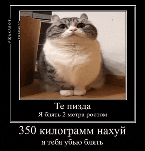 a picture of a cat with 350 kilograms written on the bottom