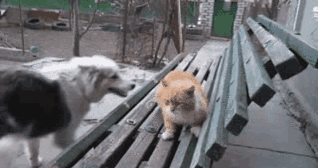 a dog and a cat are standing on a bench .