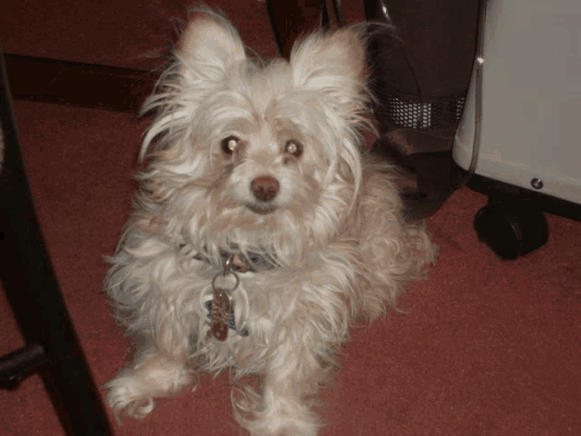 a small white dog with a name tag that says ' chris '