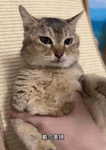 a cat is being held in a person 's hand with chinese writing on the bottom