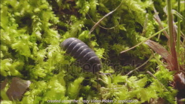 a bug is crawling on a mossy surface with the words created using the crazy video maker 2 application at the bottom