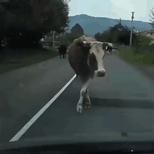 Cow Strut Fancy Cow GIF - Cow Strut Cow Strut GIFs