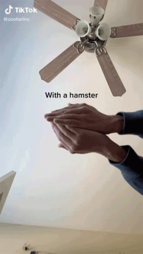 With A Hamster Freefall GIF - With A Hamster Freefall Fall GIFs