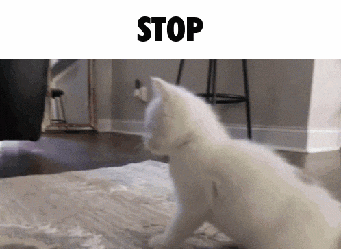 a white cat is sitting on a rug with the word stop written above it