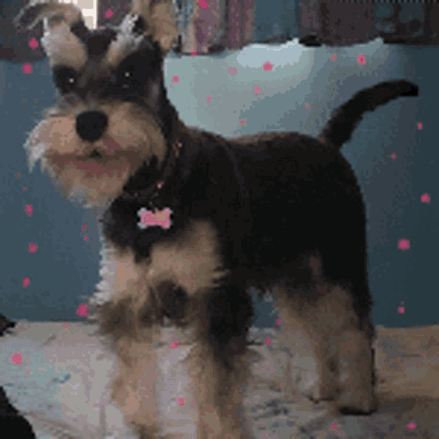 a small black and white dog with a pink tag that says ' mrs ' on it