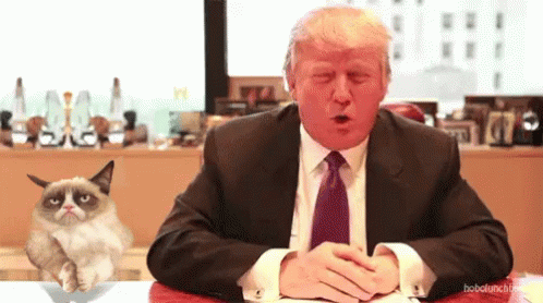 Donald Trump And Cat GIF - Hand Cat Donaldtrump GIFs