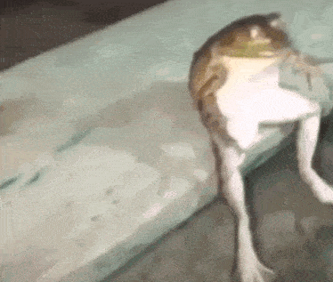 a frog with long legs is sitting on a bench .