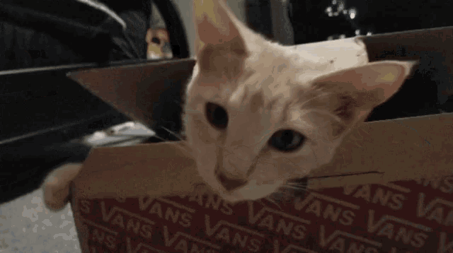 a cat peeking out of a box that says vans