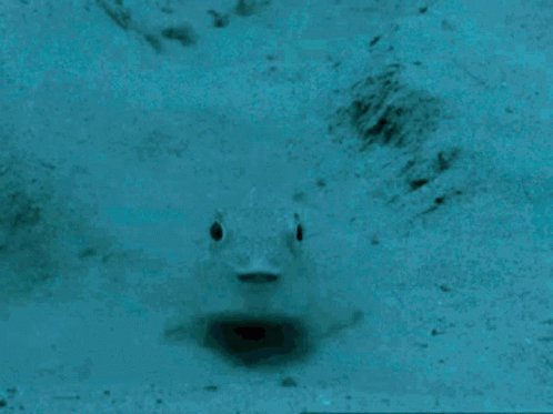 Puffer Fish Happy GIF - Puffer Fish Happy Excited GIFs