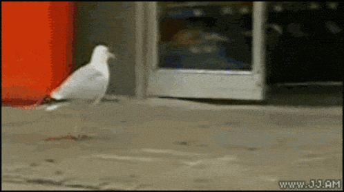 Seagull Theft GIF - Seagull Theft Yoink GIFs
