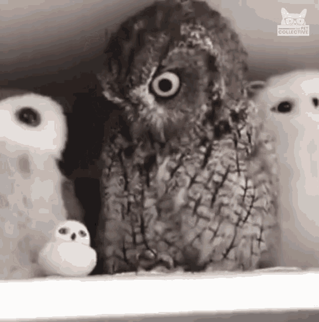 Owl Looking Up What Is Happening GIF - Owl Looking Up Looking Up What Is Happening GIFs
