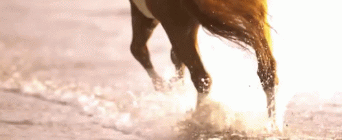 Ocean GIF - Horse Horses Equine GIFs