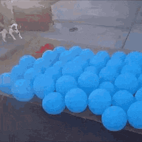 Dog Balloons GIF - Dog Balloons GIFs