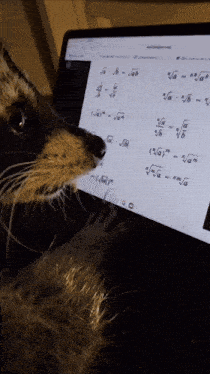 a cat looking at a math problem on a laptop screen