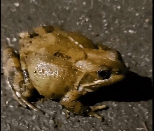 a small brown frog is sitting on a concrete surface