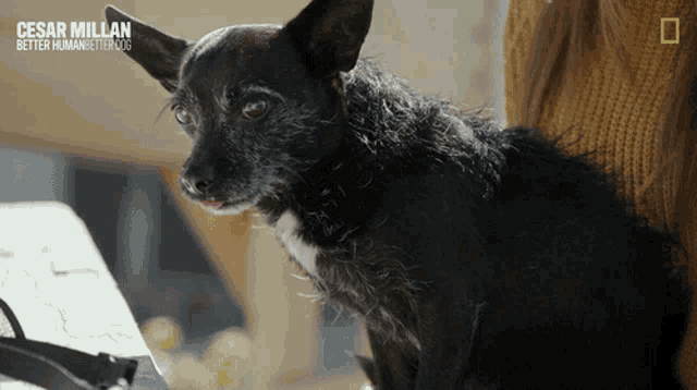 a black dog is being held by a person with the caption cesar millan better human better 2013