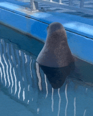 a seal 's head is visible in the water near a blue fence