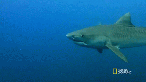 The Shark Immune System When Sharks Attack GIF - The Shark Immune System When Sharks Attack Underwater GIFs