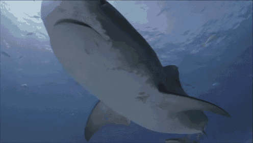 a whale shark is swimming in the ocean and looking at the camera