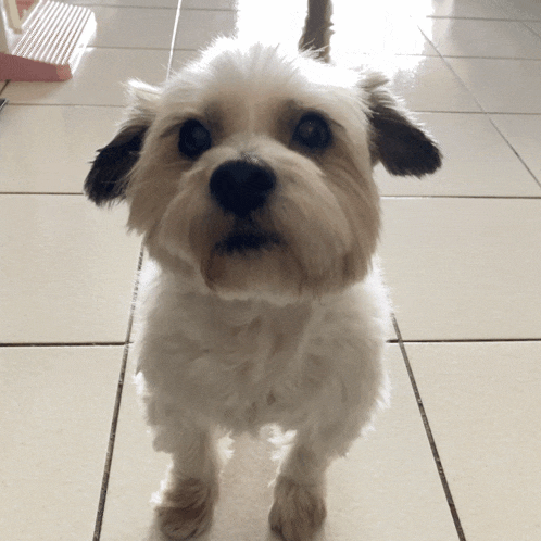 a small white dog standing on a tiled floor looking up at the camera