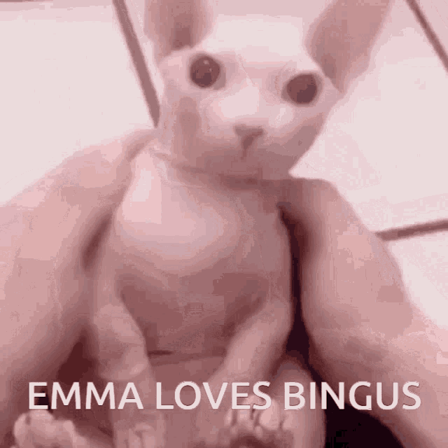 a person is holding a hairless cat that says emma loves bingus on the bottom