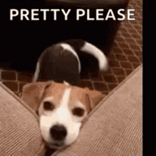 Pretty Please Adorable GIF - Pretty Please Adorable Cute Dog GIFs