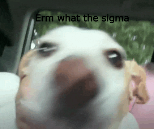 a close up of a dog with the words " erm what the sigma " written above it