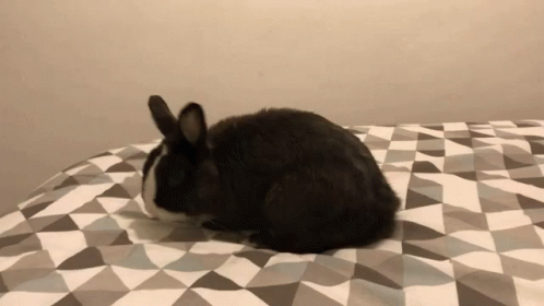 Oreo Rabbit GIF - Oreo Rabbit Relax GIFs