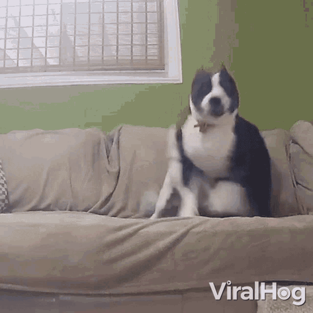 Dogs Fight Viralhog GIF - Dogs Fight Viralhog Playing Around GIFs