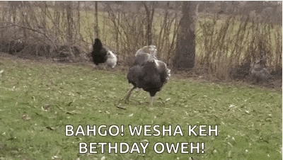 an ostrich is running through a grassy field with a squirrel behind it .