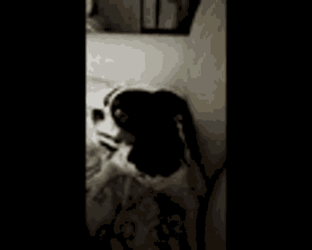 a black and white dog is standing on a bed looking at the camera .