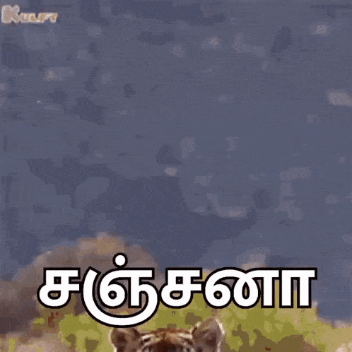 a tiger is standing in front of a blue sky with a foreign language behind it