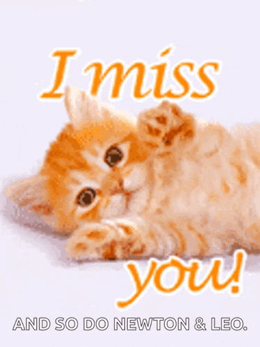 a picture of a kitten laying down with the words i miss you and so do newton & leo